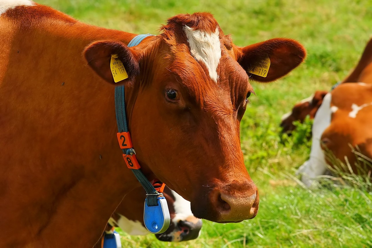 Praca w hodowli krów mlecznych w Niemczech